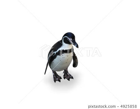 可愛的企鵝 可愛的企鵝 4925858