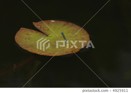 Ao montitonbo 4925911