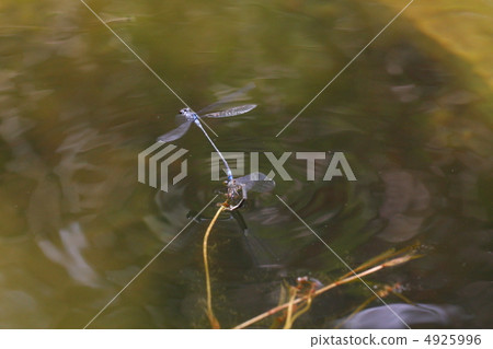 A pair of Ao montitonbo A pair of Ao montitonbo 4925996