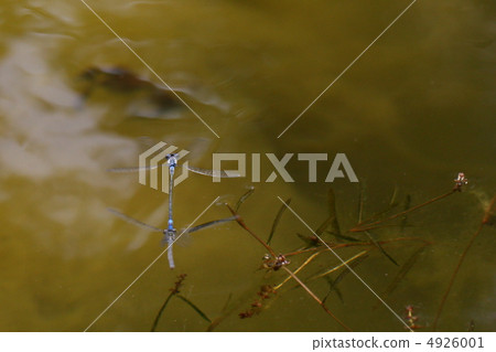 A pair of Ao montitonbo A pair of Ao montitonbo 4926001