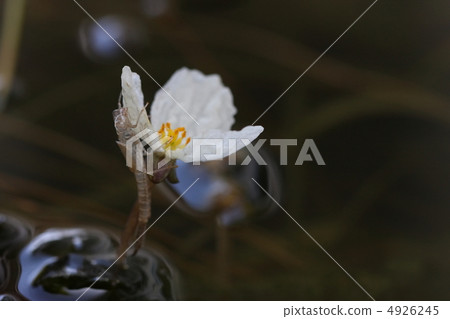 Flower of a bird's beak and a shellfish of a jago 4926245