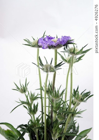 Scaviosa Scaviosa 4926276