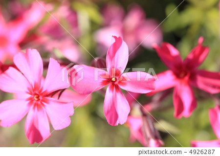 Moss phlox  4926287