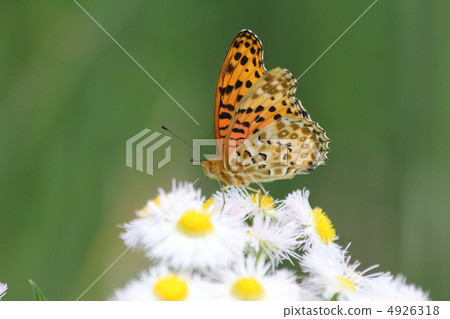 Male of Zuma giuna Male of Zuma giuna 4926318