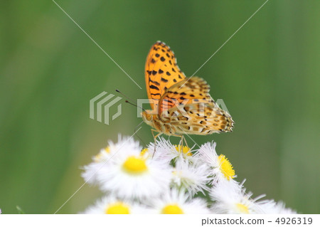 Male of Zuma giuna Male of Zuma giuna 4926319