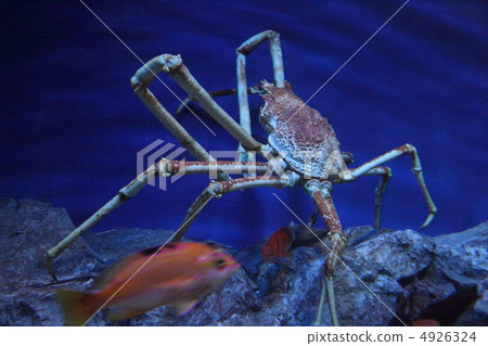 日本蜘蛛蟹 4926324