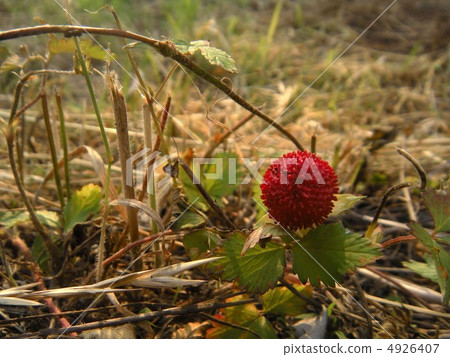 蛇草莓 4926407