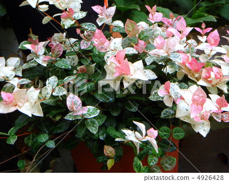 Hatoyukiji（雜色鹿） 4926428