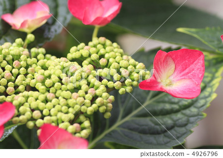 繡球花 繡球花 4926796