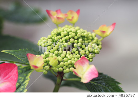 繡球花 繡球花 4926797
