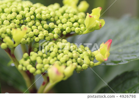 繡球花 繡球花 4926798