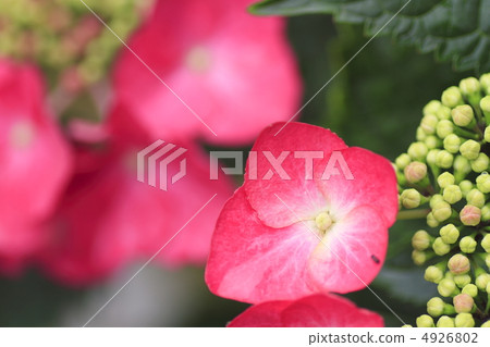  繡球花 4926802