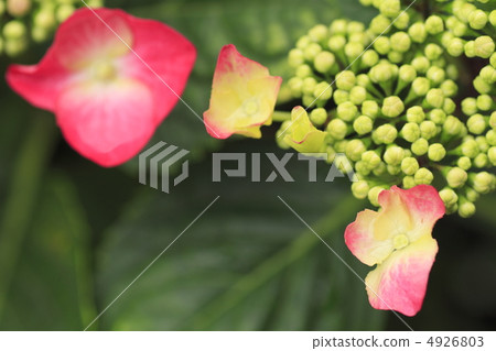 繡球花 繡球花 4926803