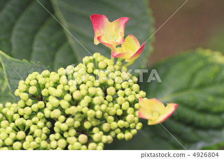 繡球花 繡球花 4926804