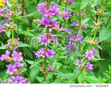 Lythrum 4926964
