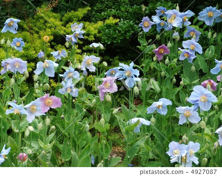 藍罌粟 藍罌粟 4927087