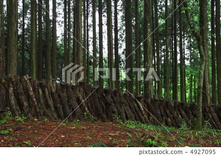 Shiitake mushroom in the forest 4927095