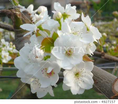 梨花 4927157