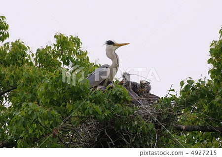 Ao-sama撫養孩子 4927215