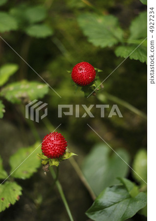 Fruit of the snake strawberry 4927234
