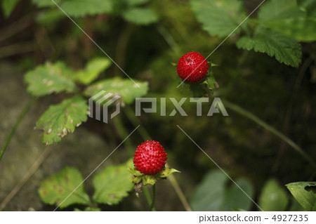 Fruit of the snake strawberry 4927235