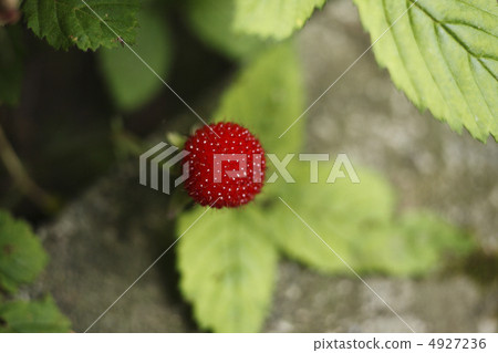 Raspberry fruit 4927236