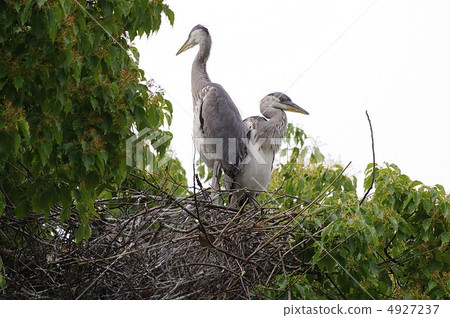等待小雞等待父母 4927237