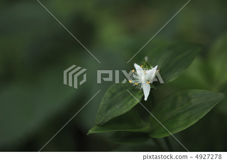 常盤Tsukusa 4927278