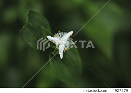 常盤Tsukusa 4927279