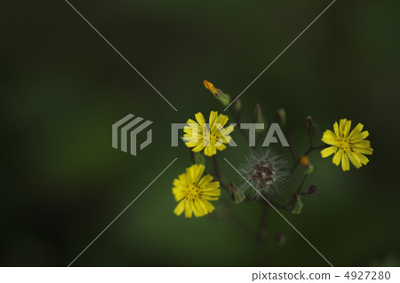 Onita Birako 4927280