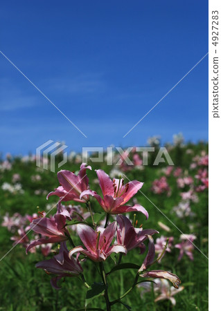 Biwako Tateyama Lily Park 4927283