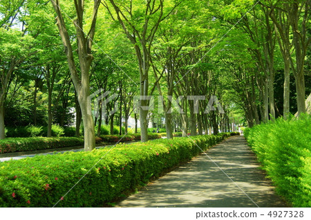 6月6月Zelkova和Elmiridae 164新鮮的綠色街道樹木 4927328