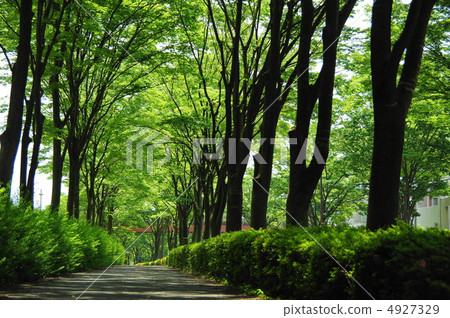 June June Zelkovaeidae 163 Fresh green street trees 4927329