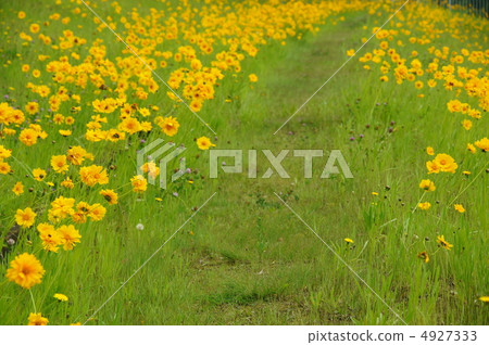 June Okin Keiki · Chrysanthemum 33 4927333