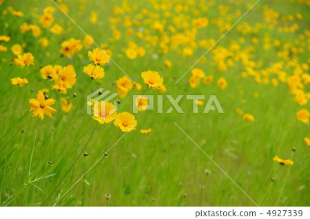 June Okin Keiki · Chrysanthemum 26 4927339