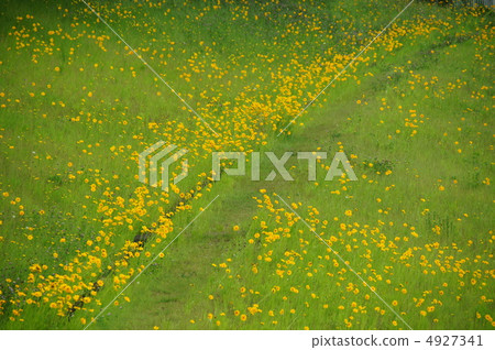 六月Okin Keiki·菊花24 4927341