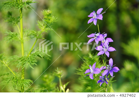 May Larkspur·Buttercup家族11 May Larkspur·Buttercup家族11 4927402