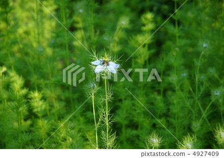 May Nigella · Buttercup family 05 flower single wheel May Nigella · Buttercup family 05 flower single wheel 4927409
