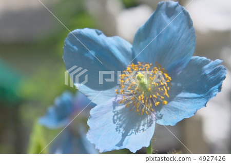 喜馬拉雅的罌粟 - 日光島根yano水生植物園 4927426