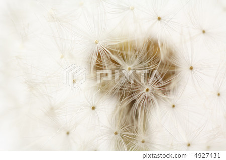 蒲公英的絨毛 4927431