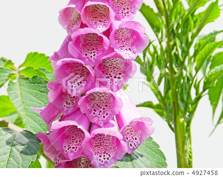 Digitalis 4927458