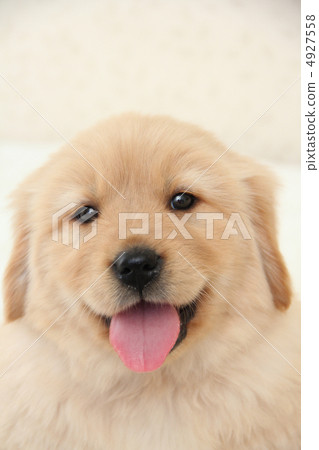 金色的小狗 4927558
