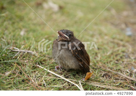 Brown-eared chickpaa b 4927890