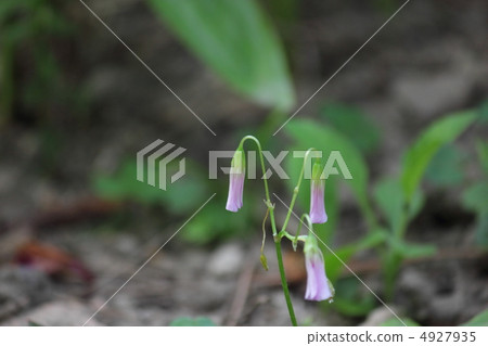 銅錘 花朵 花 4927935