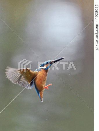 Flight of kingfisher Flight of kingfisher 4928025