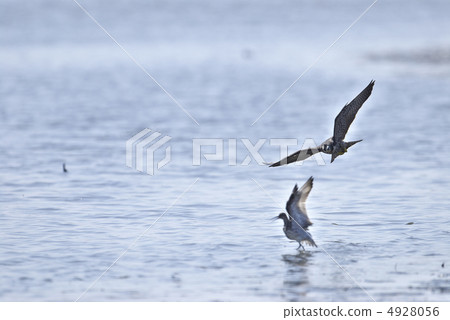 狩獵獵鷹 狩獵獵鷹 4928056