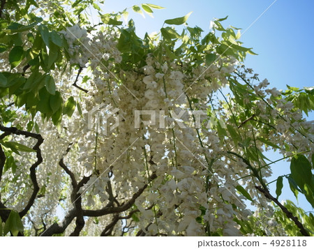 Sillifuji圖片（20） 4928118