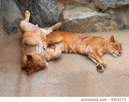 A nap of the lion A nap of the lion 4928175