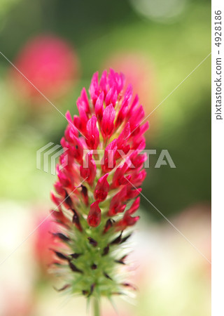 Kobe Haibu Garden Crimson Clover 4928186