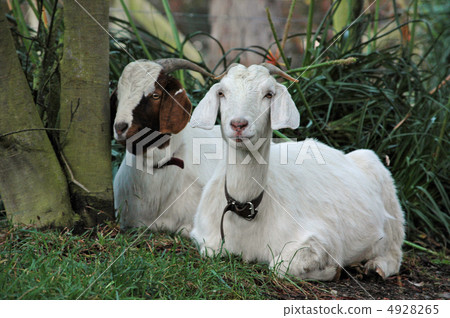 Goat  4928265